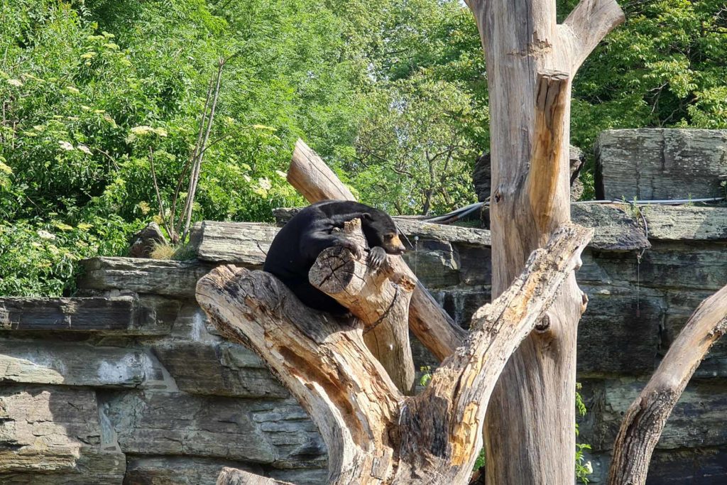 Auf dem Foto sieht man einen Bär im Kölner Zoo