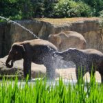 Auf dem Foto sieht man glückliche Elefanten im Kölner Zoo