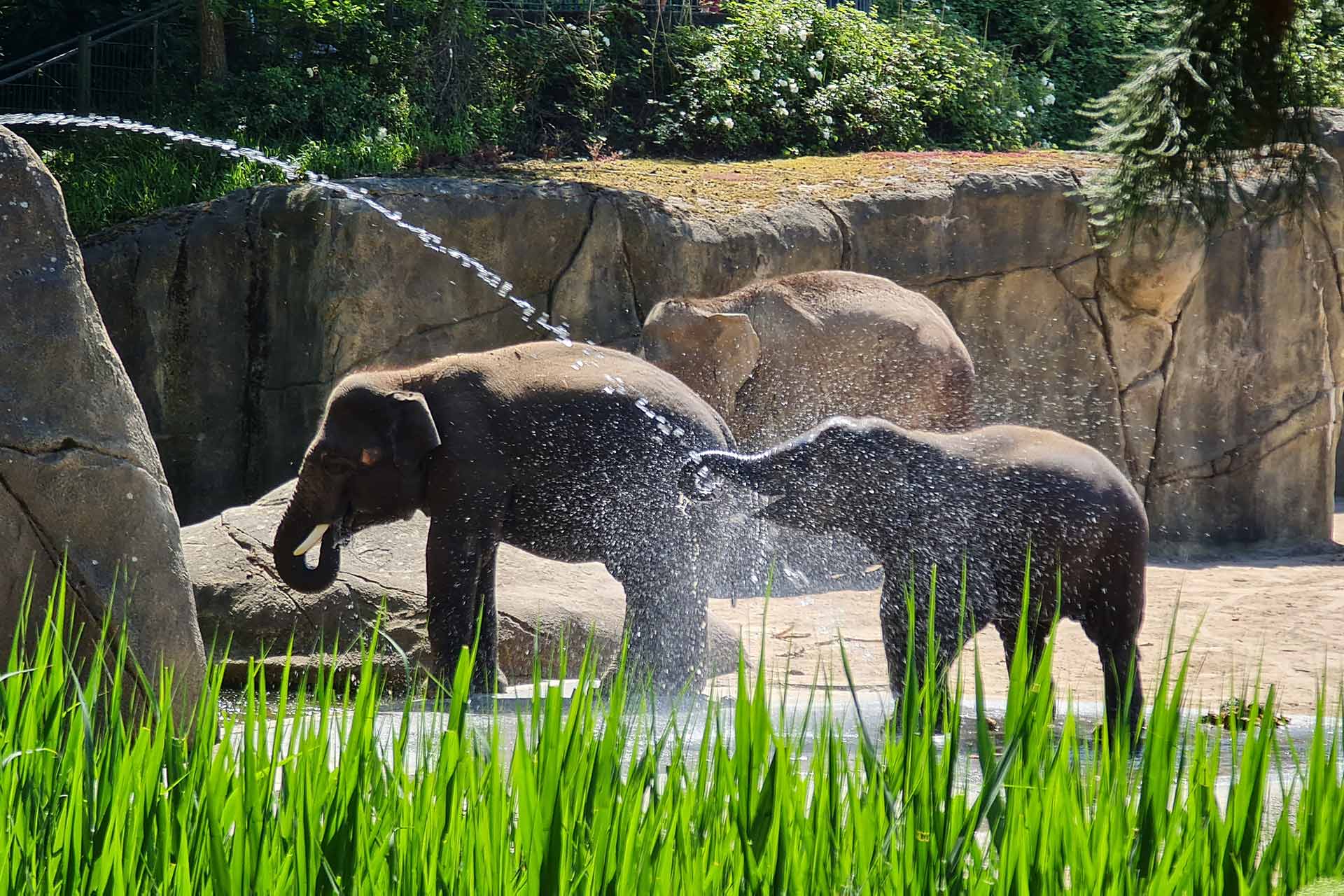 Auf dem Foto sieht man glückliche Elefanten im Kölner Zoo