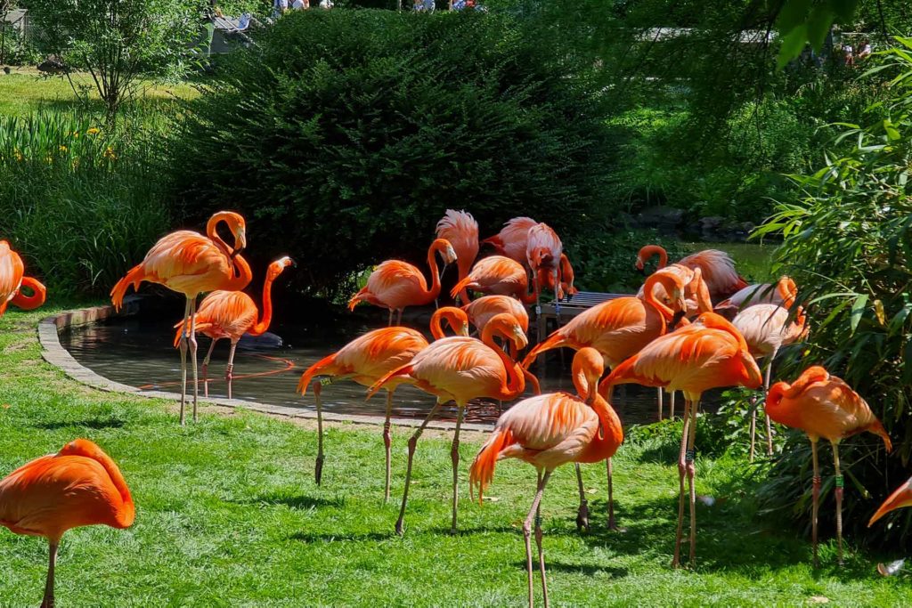 Auf dem Foto sieht man Flamingos im Kölner Zoo